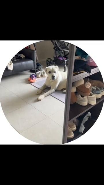 И что делать с ним?? #собака