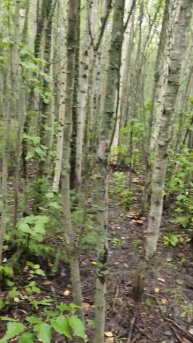 Принял мухомор и пошёл в лес ещё искать их Нашёл #лес #мухоморныймикродозинг #ушурика #гриб
