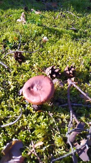 Грибы в лесу, 12 июля 2025.