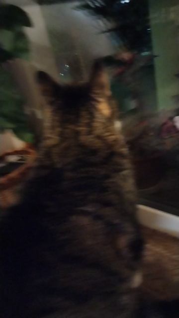 Цветы и кот Грунт, 18 сентября 2025.