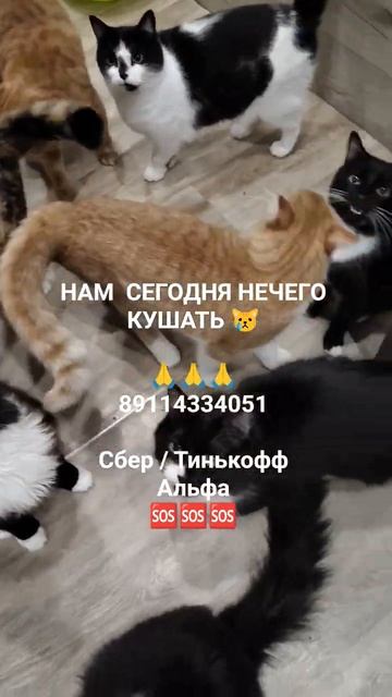 НАМ  НЕЧЕГО КУШАТЬ 😿

🙏🙏🙏
89114334051

Сбер / Тинькофф
Альфа 
🆘🆘🆘