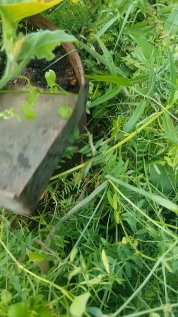 Точно избавьтесь от муравьёв на своём участке.