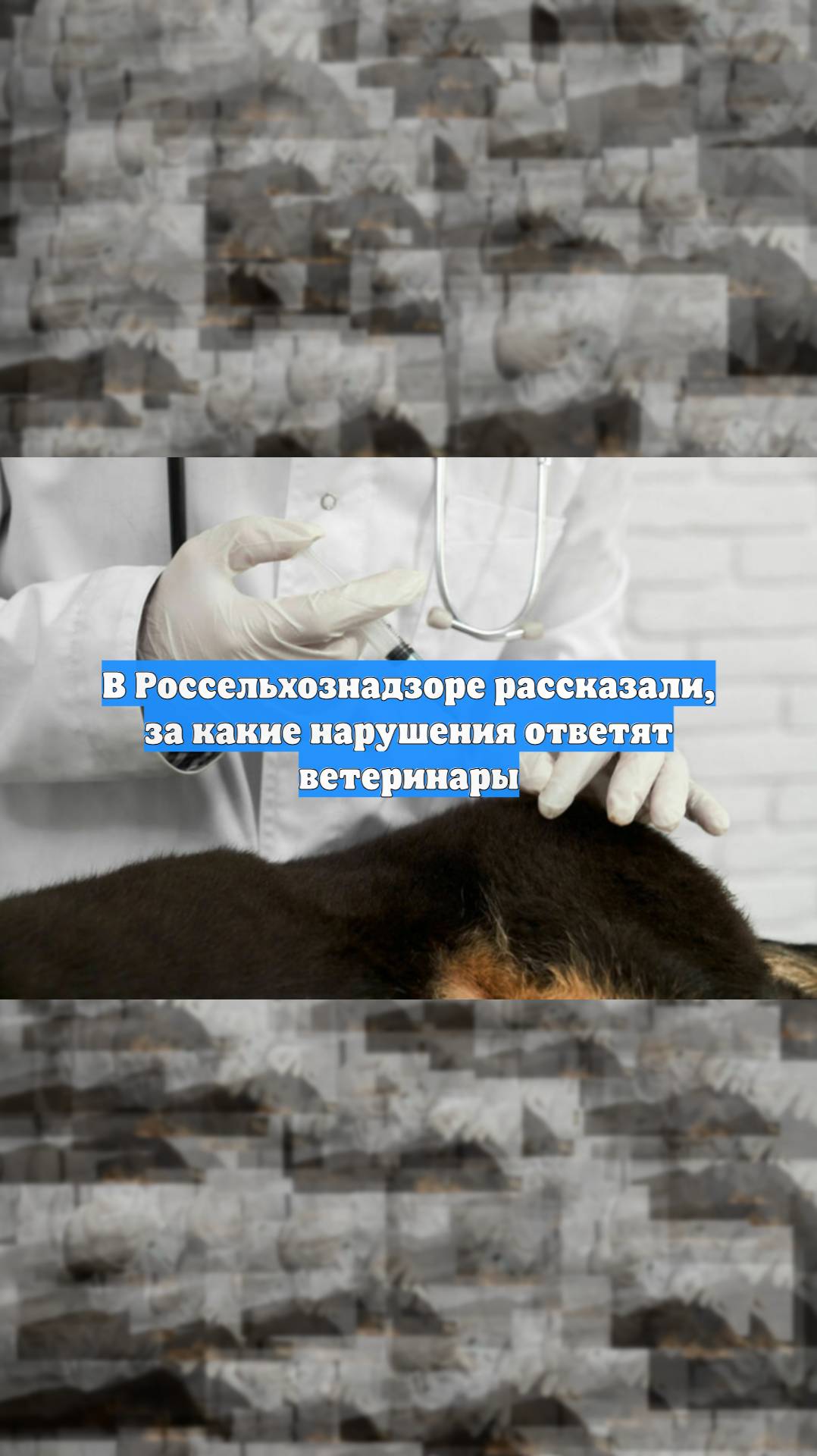 В Россельхознадзоре рассказали за какие нарушения ответят ветеринары