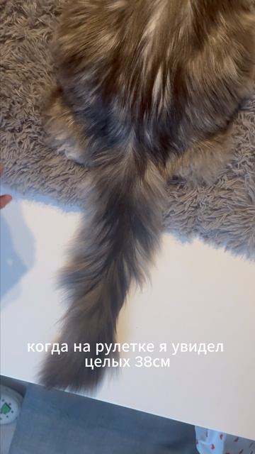 А вы знали о мейн-кунах... кошка cat питомцы кот  мейнкун shorts котики юмор факты бурма