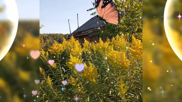 🏵️ ЗОЛОТАРНИК КАНАДСКИЙ, ТАМПИНАМБУР 🏵️ 17 СЕНТЯБРЯ 2025 г.🏵️