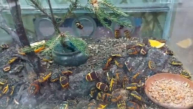 Живая природа выглядит по разному.