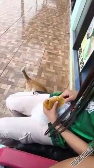 Умеет выпросить ежу