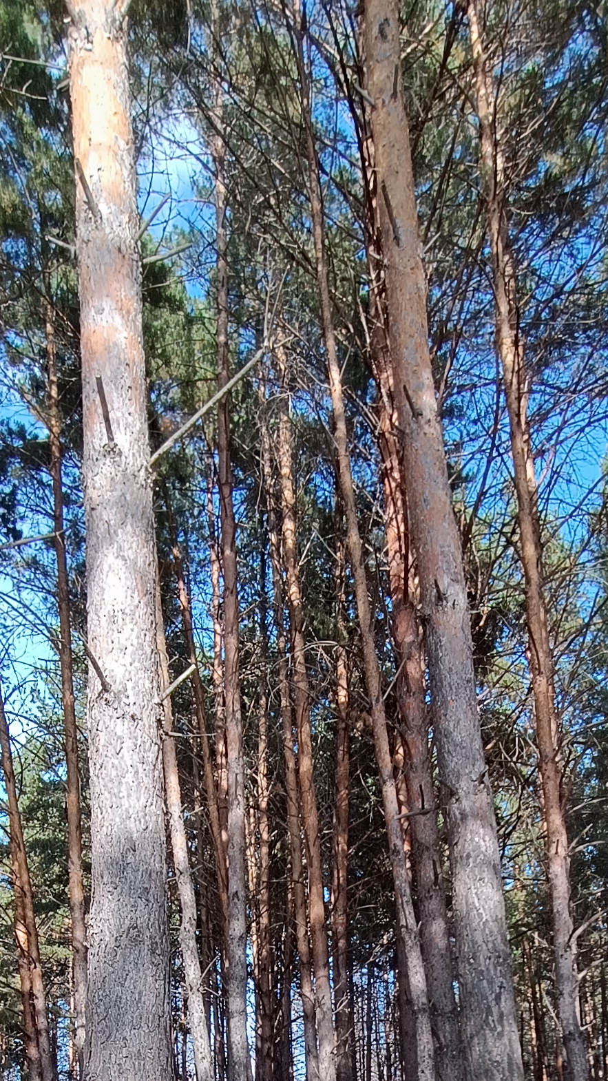 Сосновый бор