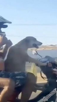 Умелый водитель