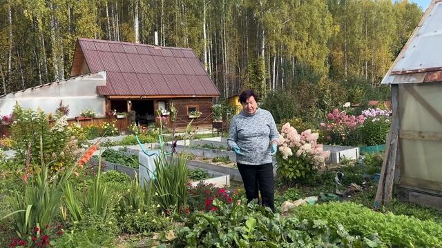 УБИРАЮ СВЕКЛУ.УРОЖАЕМ ДОВОЛЬНА