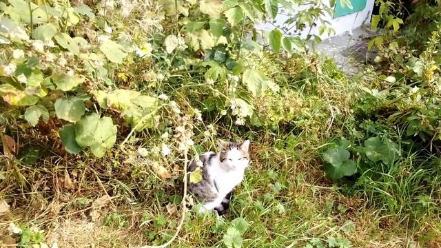 котик отдыхает 2