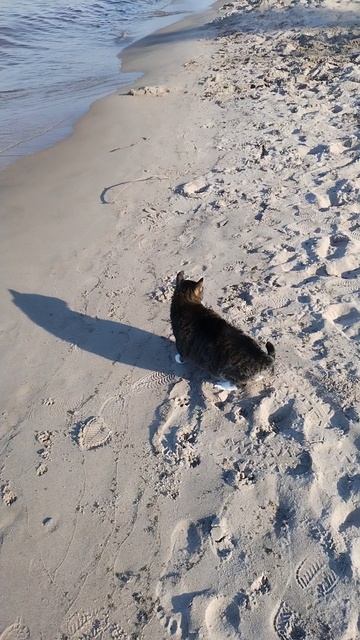 Кот Грунт на пляже, 12 июля 2025.