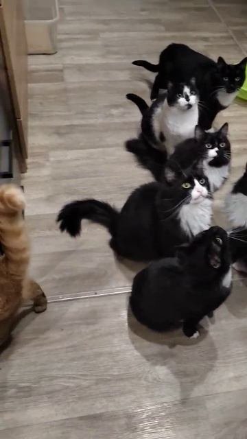 НАМ  НЕЧЕГО КУШАТЬ 😿

🙏🙏🙏
89114334051

Сбер / Тинькофф
Альфа 
🆘🆘🆘