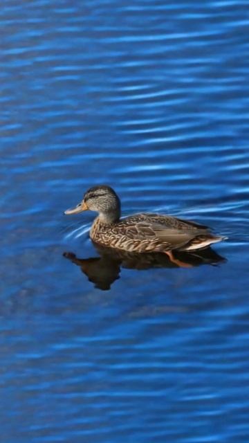 Утки на озере