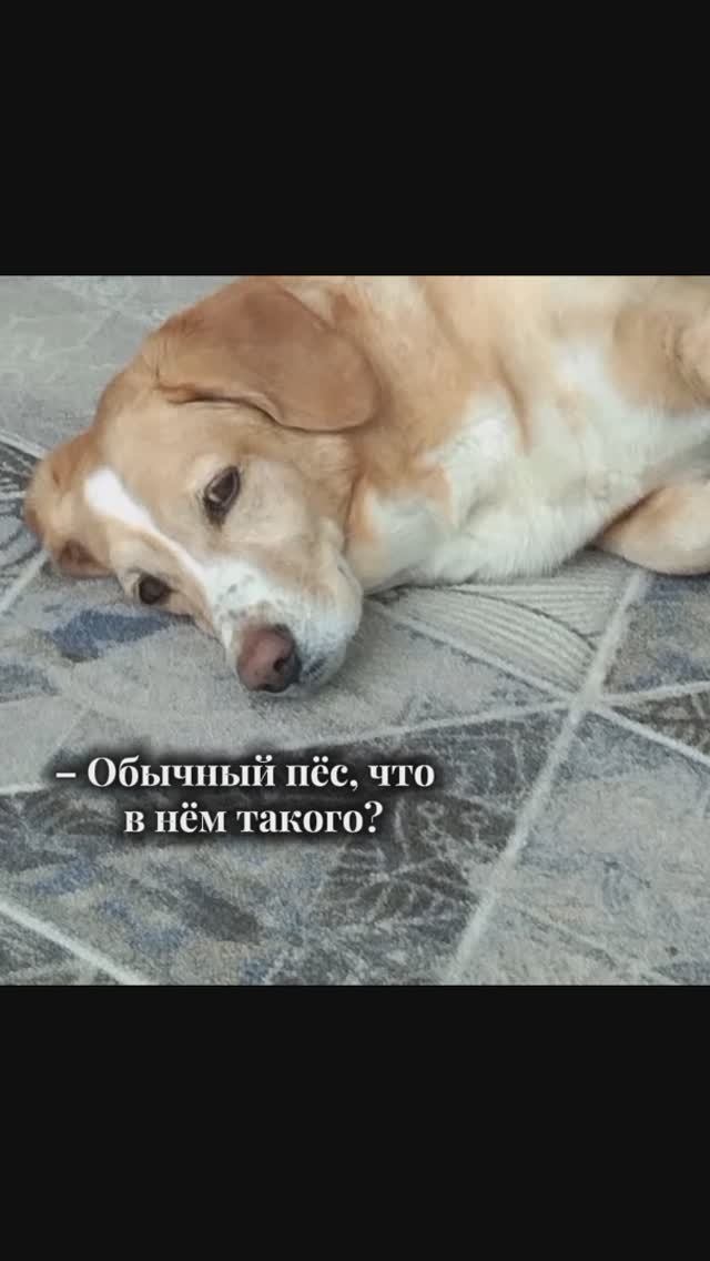 Харизма✨