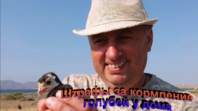 Штрафы за кормление голубей у дома