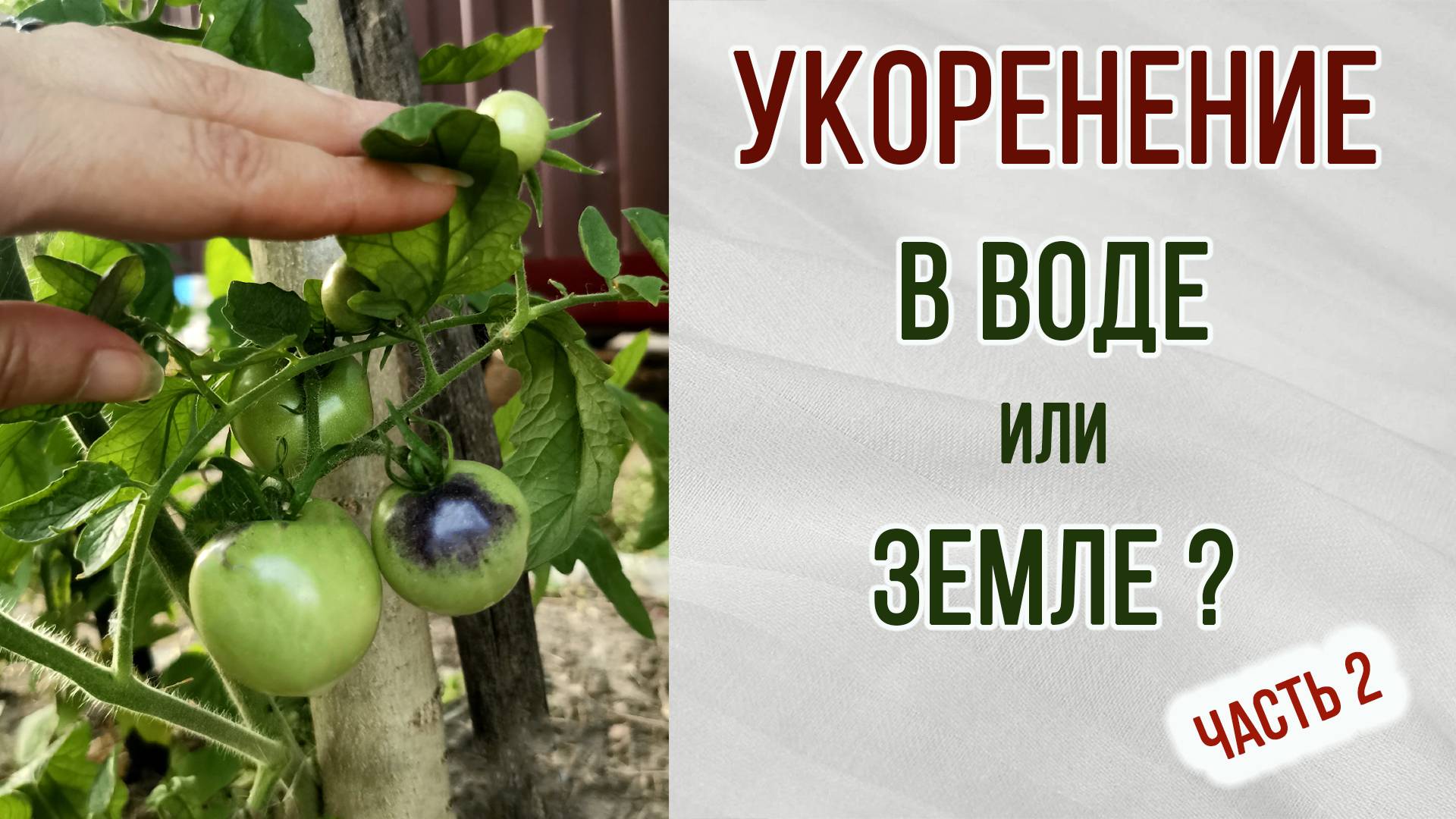 Укоренение в земле или воде. Выводы. Какой способ лучше. Часть 2.
