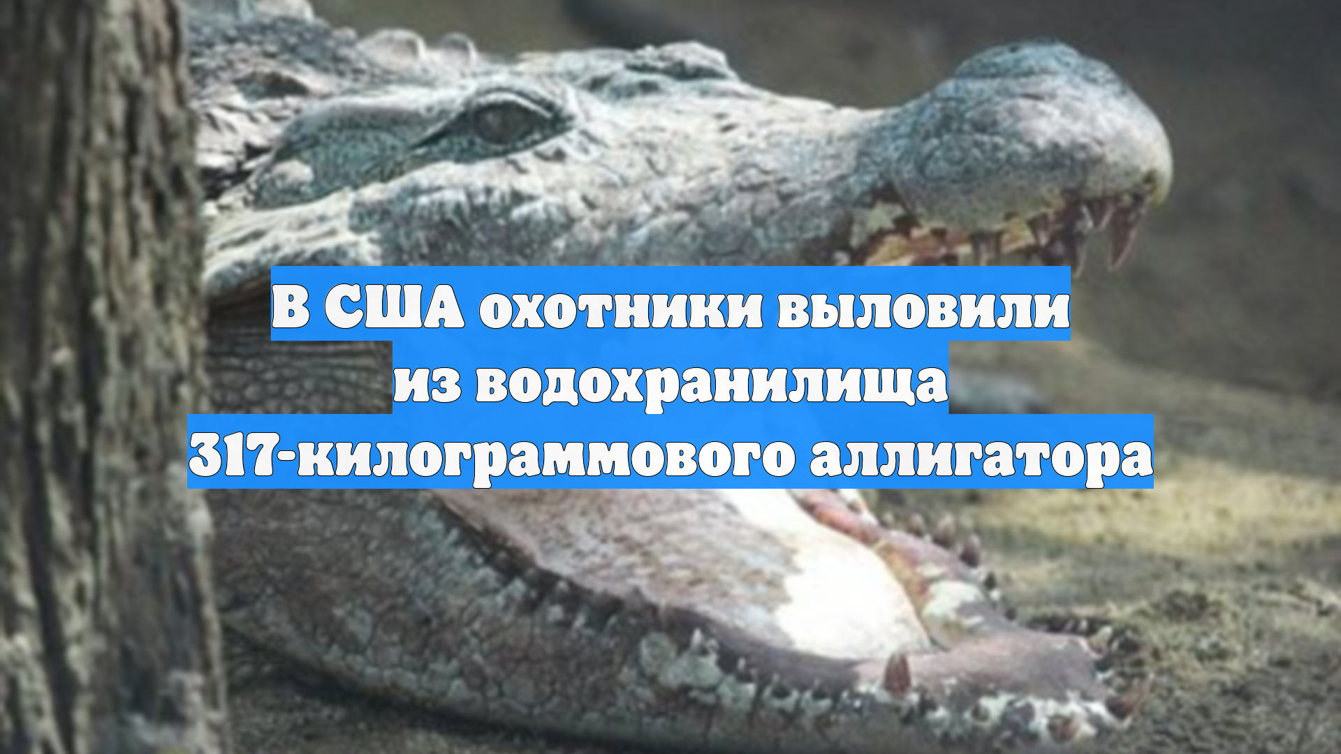 В США охотники выловили из водохранилища 317-килограммового аллигатора