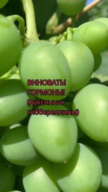 Как и почему растет виноградная лоза?