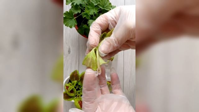 Простой способ укоренить черенки цветов