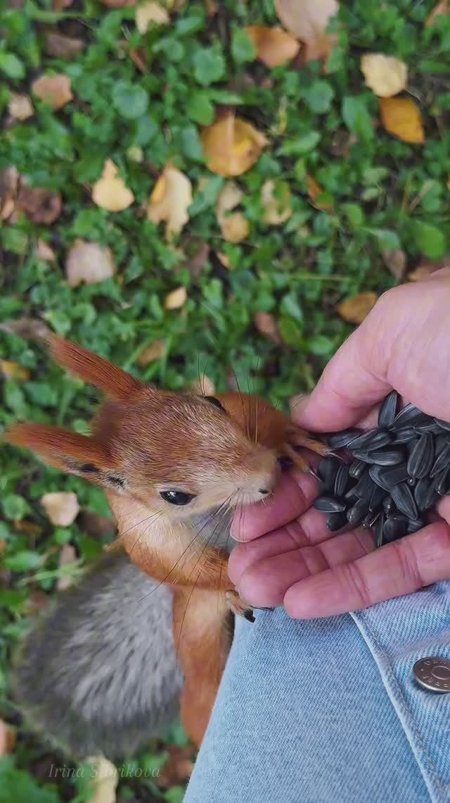 Белочка угощается🌰🥜