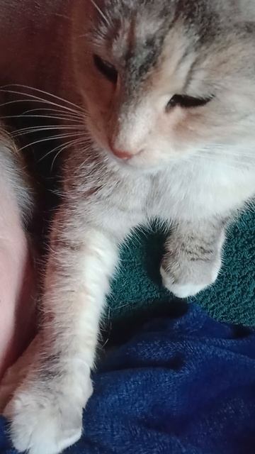 Тактильная кошечка. #котики