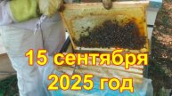 После замены матки состояние пчелиной семьи 15.09.25г.
