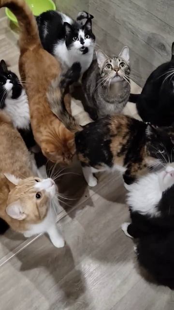 НАМ  НЕЧЕГО КУШАТЬ 😿

🙏🙏🙏
89114334051

Сбер / Тинькофф
Альфа 
🆘🆘🆘