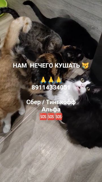 НАМ  НЕЧЕГО КУШАТЬ 😿

🙏🙏🙏
89114334051

Сбер / Тинькофф
Альфа 
🆘🆘🆘