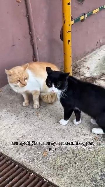 Пацаны можно мы пройдём?