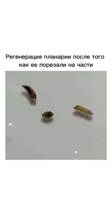 Регенерация планарии
