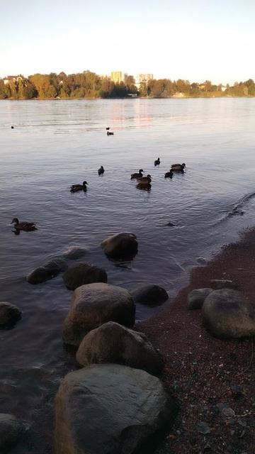 Утки на Неве, 7 сентября 2025.