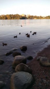 Утки на Неве, 7 сентября 2025.