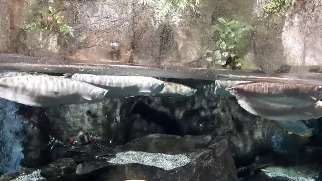 Москвариум. 13.09.25 день города