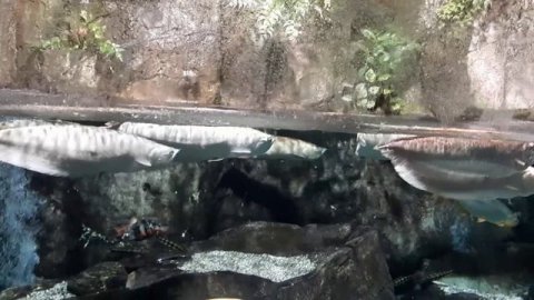 Москвариум. 13.09.25 день города