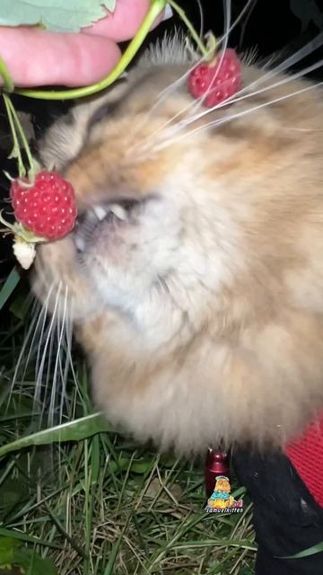 Приехал на дачу -сразу за малиной!😸 #кот #малина #дача