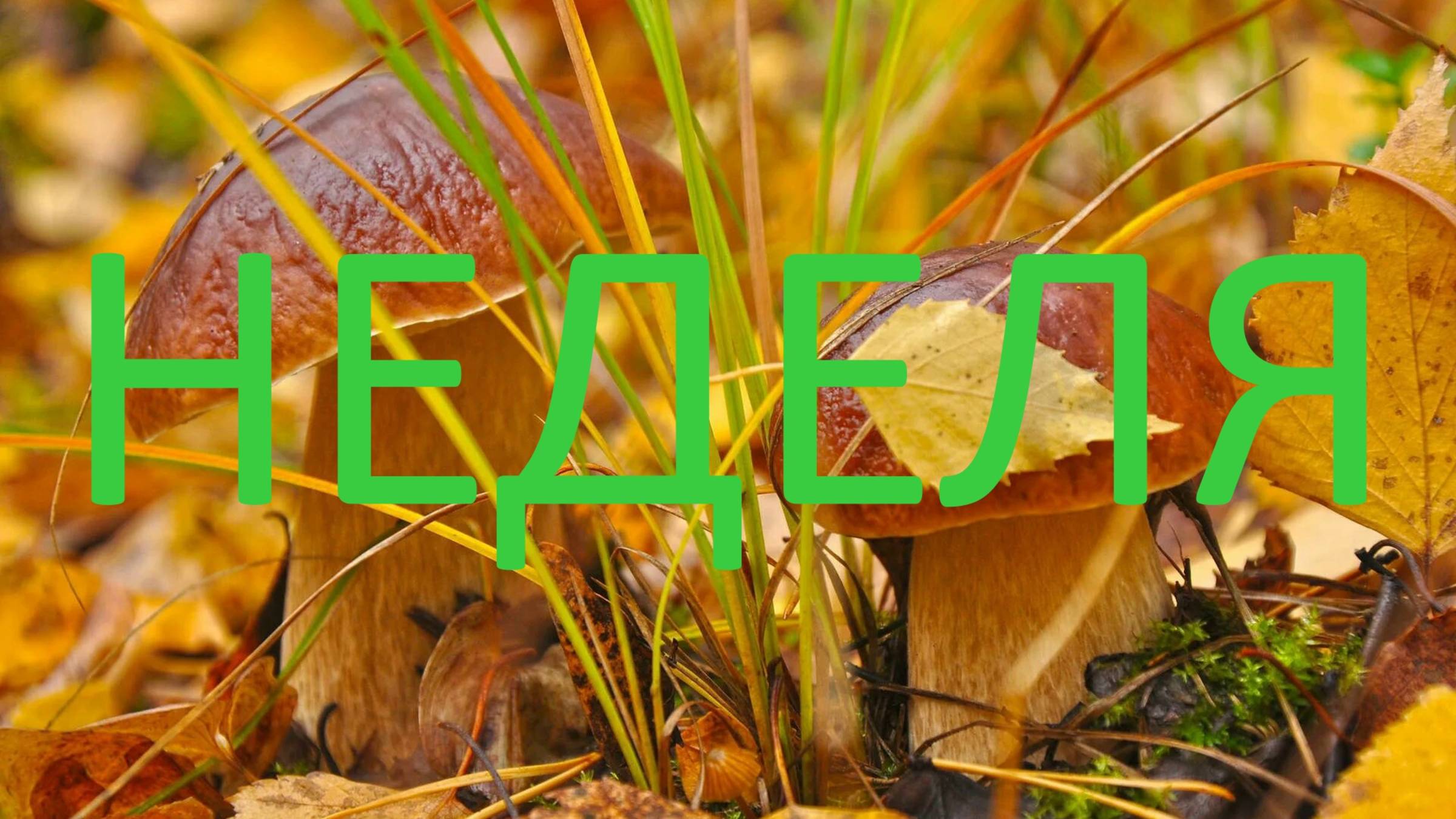 ⭐ ПРОГНОЗ НА НЕДЕЛЮ С 15.09.2025 ПО 21.09.2025 ⭐ Контакты Floransia@yandex.ru