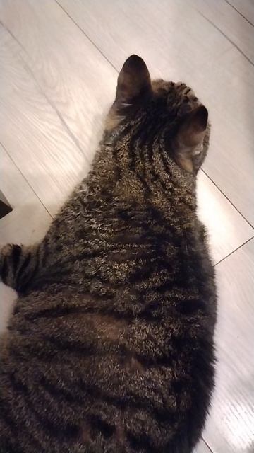 Кот Грунт, 18 сентября 2025.