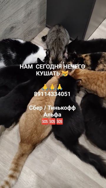 НАМ  НЕЧЕГО КУШАТЬ 😿

🙏🙏🙏
89114334051

Сбер / Тинькофф
Альфа 
🆘🆘🆘