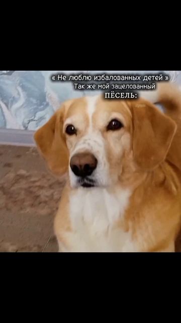 Мой любимый пëс