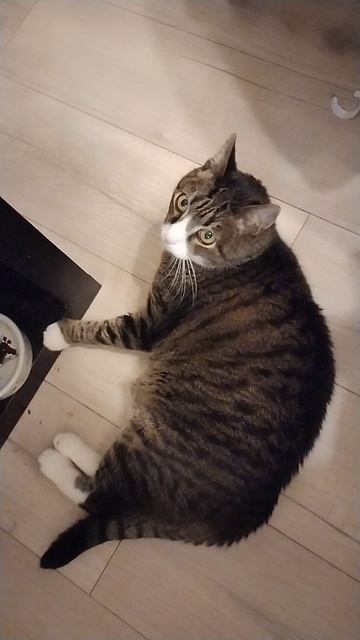 Кот Грунт лежит на полу, 18 сентября 2025.