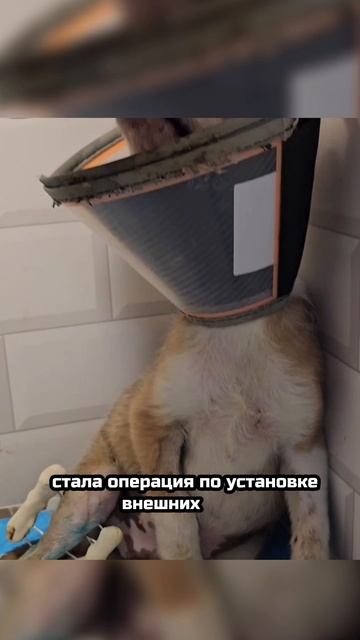 Его плач разрывал сердце... Но он доказал, что чудеса случаются! | Поло