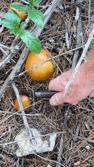 Осенние зарисовки из Прованса #осень #грибы #провансаллочка