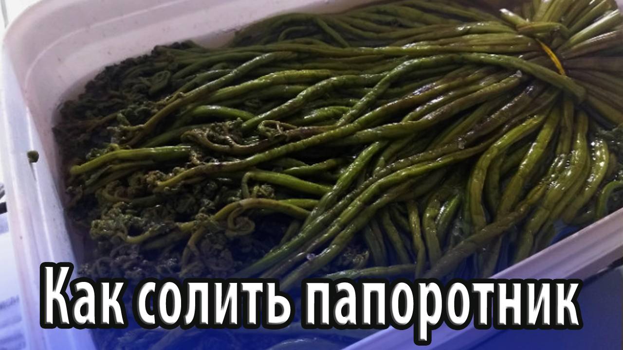 Как солить папоротник