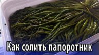 Как солить папоротник
