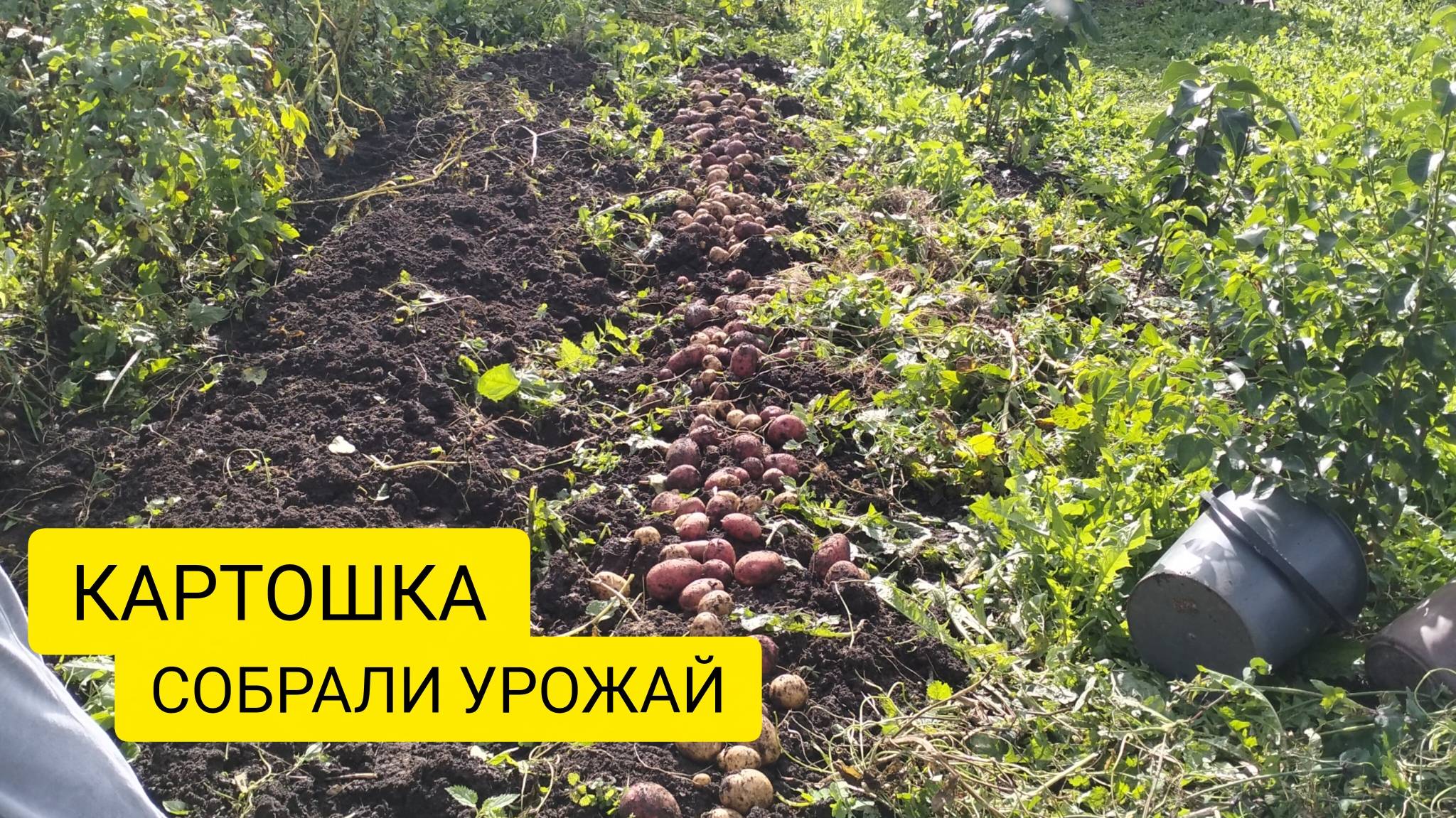 СОБРАЛИ УРОЖАЙ  ЗАТОПИЛИ ПЕЧКУ Выпуск 71