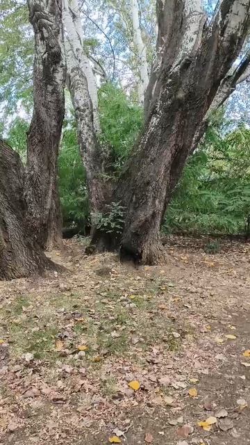 Утренний забег Тора #прогулка #прогулкапопарку #цвергпинчер