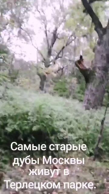 Самые старые дубы  деревья Москвы