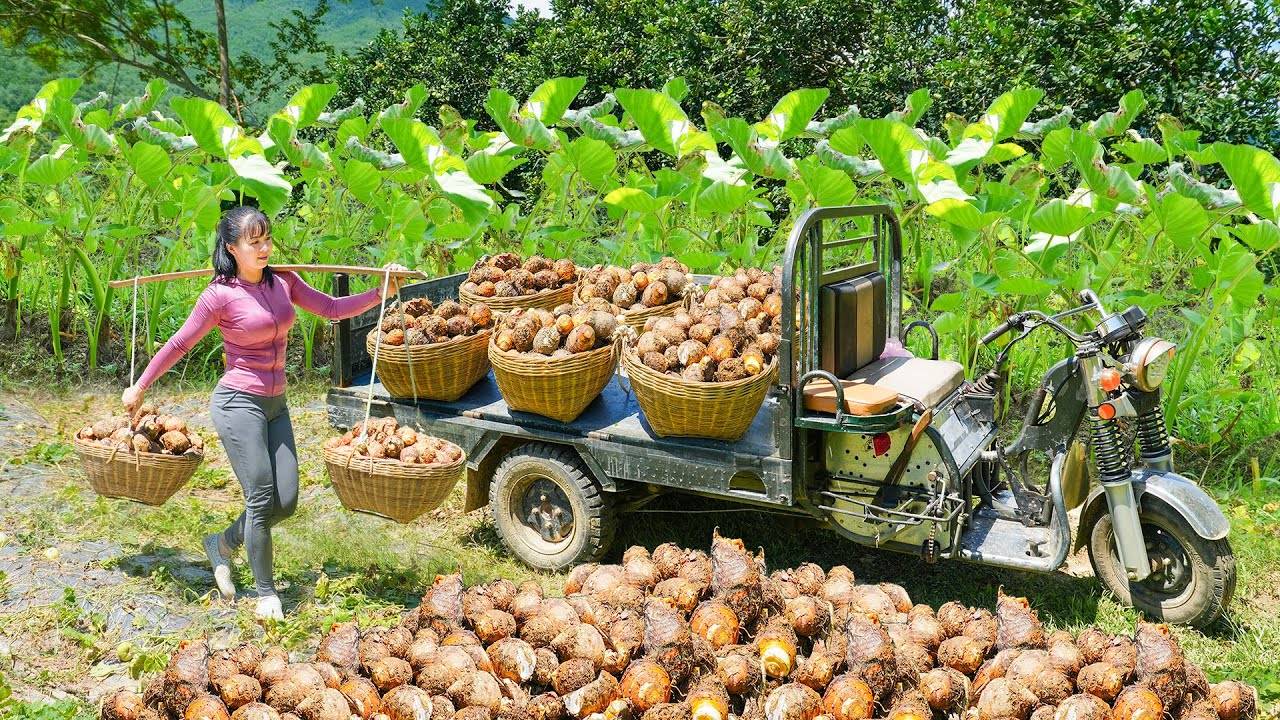 Хуонг из Вьетнама. Сбор урожая Таро Тоннами, Для продажи на рынке.