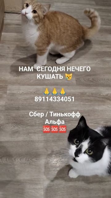 НАМ  НЕЧЕГО КУШАТЬ 😿

🙏🙏🙏
89114334051

Сбер / Тинькофф
Альфа 
🆘🆘🆘